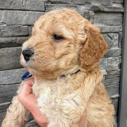 Dublin - Apricot male Goldendoodle puppy in Stratford, New Jersey from Meadow Lark Doodles