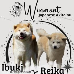 Japanese Akitainu puppies from Winmont Akitas