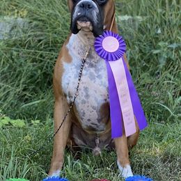 Boxers from Fahnestock Boxers