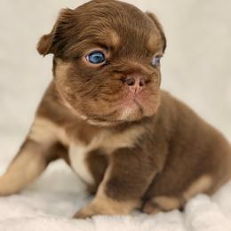 Red collar rojo - Liver female French Bulldog puppy in Jefferson City, Missouri from Central Frenchie Haven