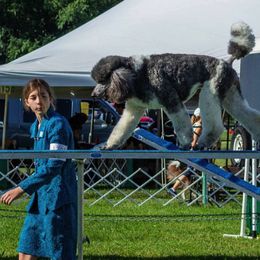 Poodles from Heartland Kennel