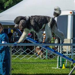 Poodles from Heartland Kennel