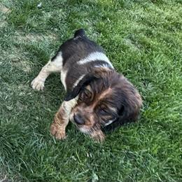 Lucky - Black white and tan male English Springer Spaniel puppy in Coeur D'alene, Idaho from Springer Hollow