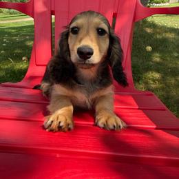 Yahtzee - Cream male Dachshund puppy in Michigan from Hidden Haven Dachshunds