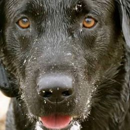 Labrador Retrievers from Katydid Farm