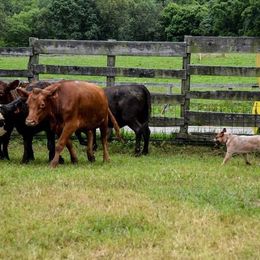 Australian Cattle Dog Puppies from Caliche Australian Cattle Dogs