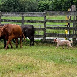 Australian Cattle Dog Puppies from Caliche Australian Cattle Dogs