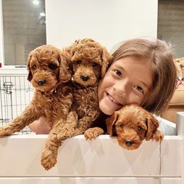 Bernedoodle, Goldendoodle, and Sheepadoodle Puppies from Maplesierradoodles