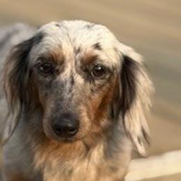 Dachshunds from Dragonfly Doxies