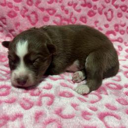 AKC Brazil - Red and white female Siberian Husky puppy in Centreville, Maryland from Huskies By the Bay