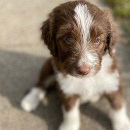 Bradly - Aussiedoodle puppy in Iowa from Simon's Doodles