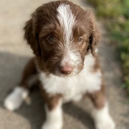 Bradly - Aussiedoodle puppy in Iowa from Simon's Doodles