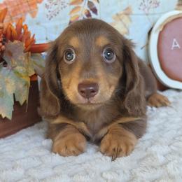 2700.. Brownie - Chocolate and tan male Dachshund puppy in Winter Haven, Florida from Gateway 2 Little Paws