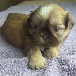 Boy 1 - Lilac male Shih Tzu puppy in Houston, Texas from Shih Tzu Houston