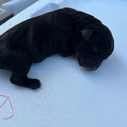 Girl 1 - Black female Cane Corso puppy in Dunn, North Carolina from Carter’s Corso