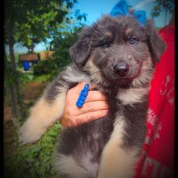 Yogurt - Blue female German Shepherd puppy in Fort Jennings, Ohio from Von Holtzapple German shepherds