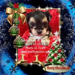 Boy 2 - male Maltese puppy in Silverhill, Alabama from Malteseuluv’s Tiny Treasurers