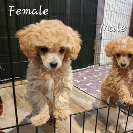 Poodle Puppies from Wendy's Poodles