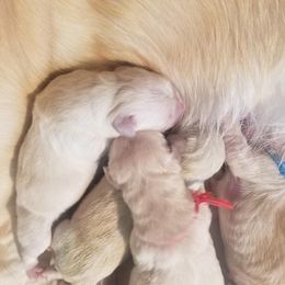 Boy 2 - Light golden Golden Retriever puppy in Galt, California from Golden Hearts Ranch English Cream Retrievers