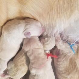Boy 2 - Light golden Golden Retriever puppy in Galt, California from Golden Hearts Ranch English Cream Retrievers