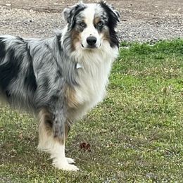 Australian Shepherds and Toy Australian Shepherds from Piney Oak Aussies