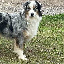 Australian Shepherds and Toy Australian Shepherds from Piney Oak Aussies