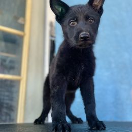 Border Collie and German Shepherd Puppies from Von Guadachi Working Dogs