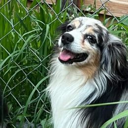 Aussiedoodles, Miniature Australian Shepherds, and Toy Australian Shepherds from Graceful Acres
