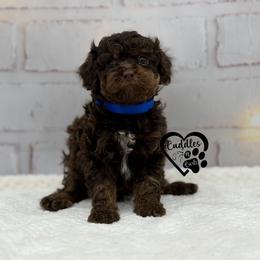 Tank (brown phantom) - Phantom male Poodle puppy in Nashville, Arkansas from Cuddles n Curls