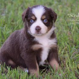 Scrubbles - Red tri female Miniature Australian Shepherd puppy in Evant, Texas from Lazy VT Bar Ranch
