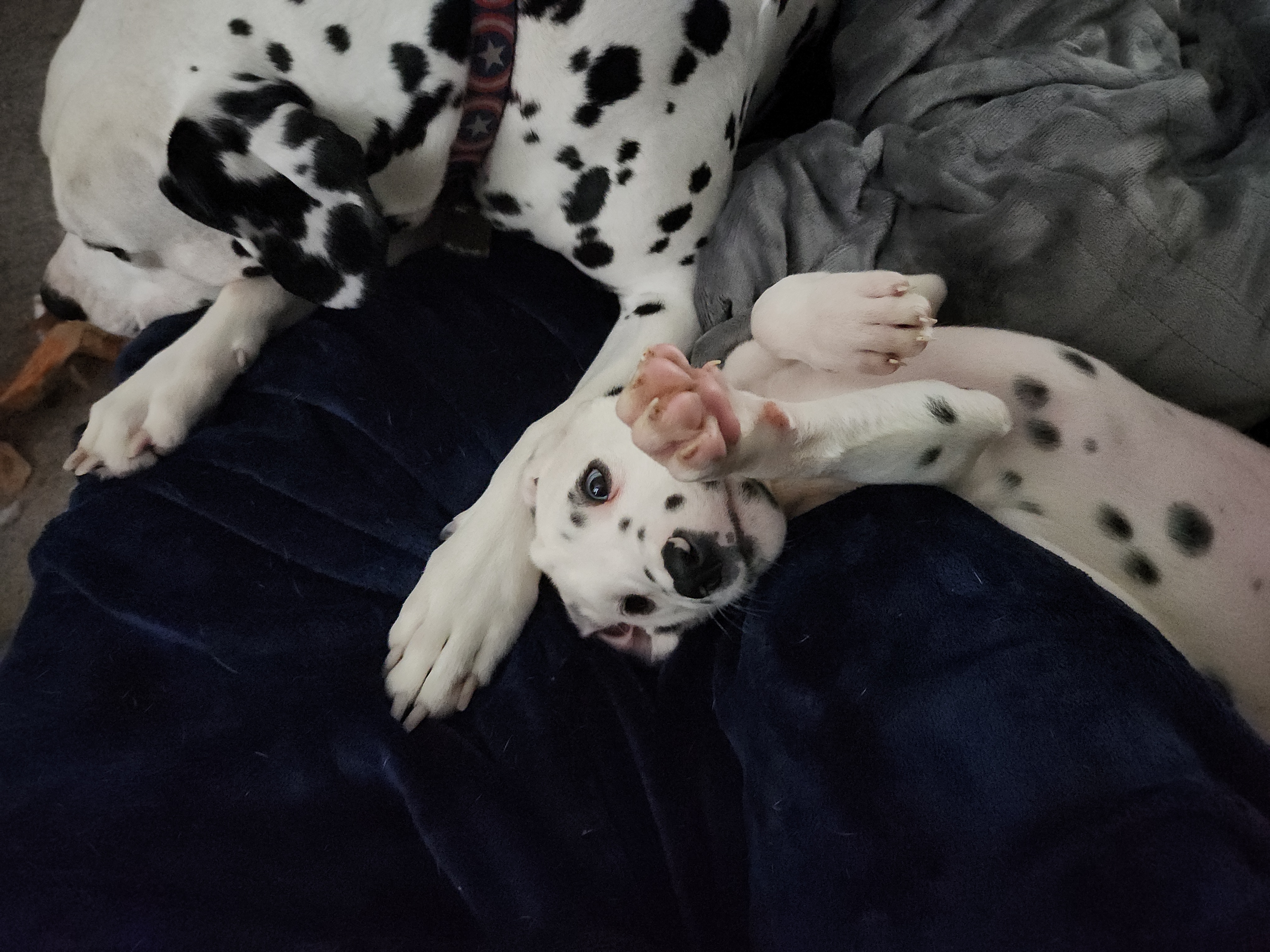 Dalmatian Puppies from America's Dalmatian Friends