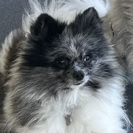 Opal - Pomeranian