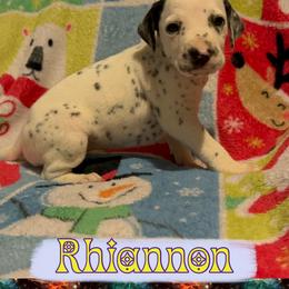 Rhiannon - White and black female Dalmatian puppy in Las Vegas, Nevada from 101 Dew Dream Valley Dalmatians