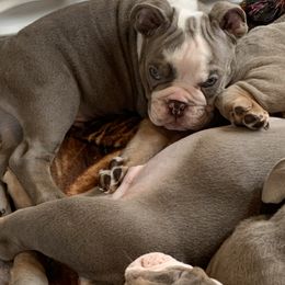 Bulldog Puppies from Ropes n' Wrinkles English Bulldogs