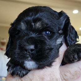 Iggy - Black white and tan male Cocker Spaniel puppy in Westminster, South Carolina from Hartwell Cocker Spaniel Kennel