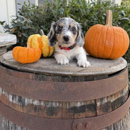 Dachshund Puppies from Thomas Homestead and Rabbitry