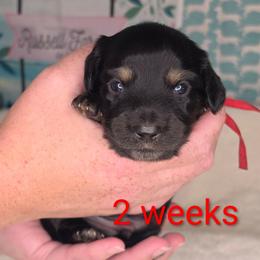 Merle - Black male Dachshund puppy in Kempner, Texas from Russell Farms Dachshund