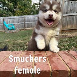 Smuckers - Red and white female Siberian Husky puppy in Elkin, North Carolina from Blue Ridge Shadow Huskies