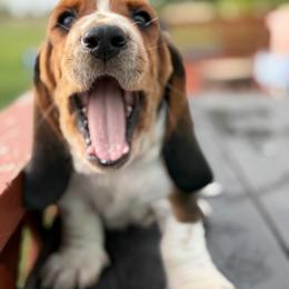 Binkie - Black brown and white male Basset Hound puppy in Independence, Kansas from Little Patch of Heaven