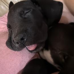 Luca - Black male Great Dane puppy in Gainesville, Georgia from DeBruce Danes