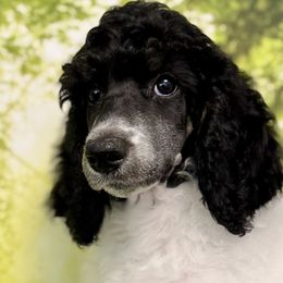Liberty Bell - Phantom Poodle puppy in Middlebourne, West Virginia from El Silencio Standard Poodles