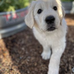 Golden Retriever Puppies from Bramble Berry Goldens