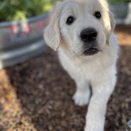Golden Retriever Puppies from Bramble Berry Goldens