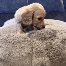 Dachshund Puppies from Low Rider Ridge Mini Doxies