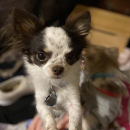 Mario - Chihuahua