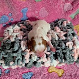 Lily - Blenheim female Cavalier King Charles Spaniel puppy in Pennsylvania from Julie's Cavalier King Charles Spaniels