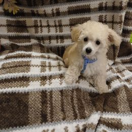 Baily - Cream male Poodle puppy in Templeton, Pennsylvania from Precious Poodle Babies