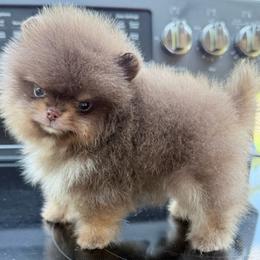 Truffles - Chocolate and tan male Pomeranian puppy in Coleman, Oklahoma from Pretty Poms