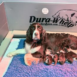 Green - White and liver female English Springer Spaniel puppy in St. Louis, Missouri from Three Doves
