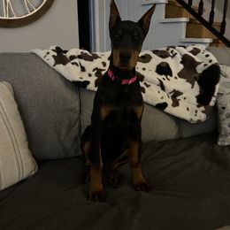 Cavalier King Charles Spaniel and Doberman Pinscher Puppies from HillStone Kennels